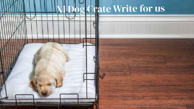 xl dog crate write for us