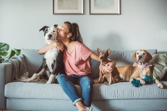Goddard Veterinary Group Chalfont St Peter Lower Road Chalfont Saint Peter Gerrards Cross